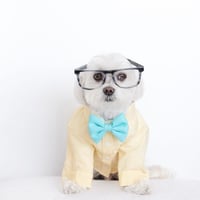 Toby Little Dude LaLa Land Dog Shirt