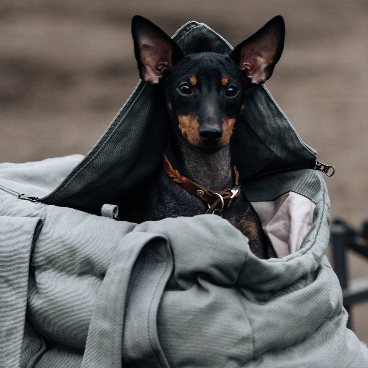 cloud7 ドッグバッグベルガモキャンバスブラック cloud7 ドッグバッグベルガモキャンバスブラック（楽天市場