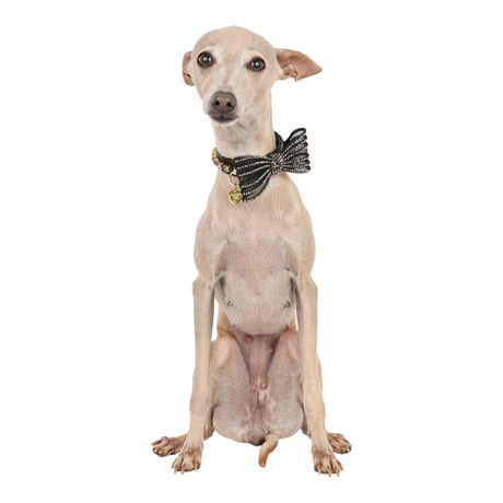 Art. f1674N collar Clio