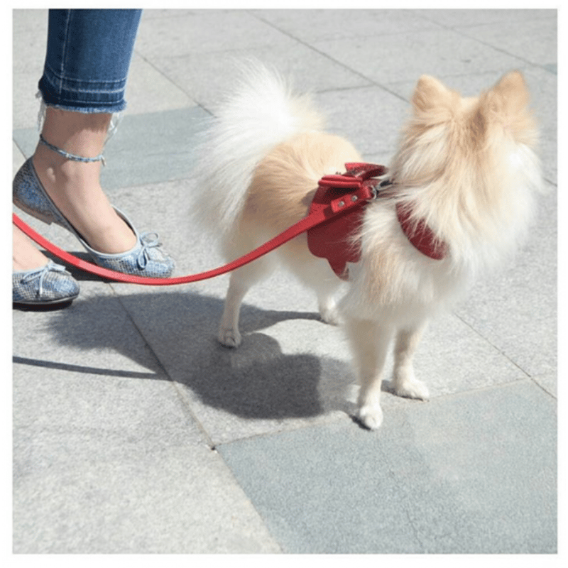 Bijou Dog Harness RED | Chuck's TOKYO Boutique