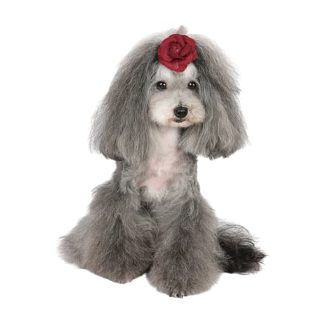 Art. A135N hair-clip Camelia