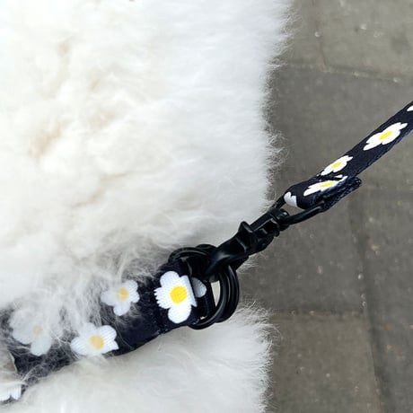 Walk with dog_Daisy