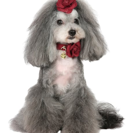 Art. f1671N collar Scarlet