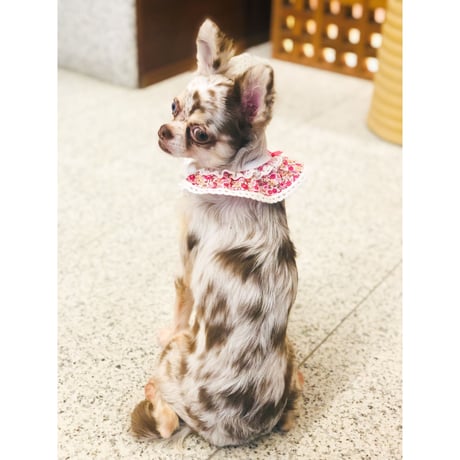 Flower detachable collar-レッド