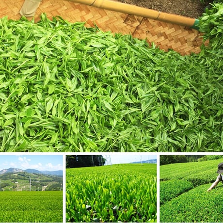 茶師の目利き　三年番茶　150g　（旧商品名：EM蘇生茶　三年番茶）