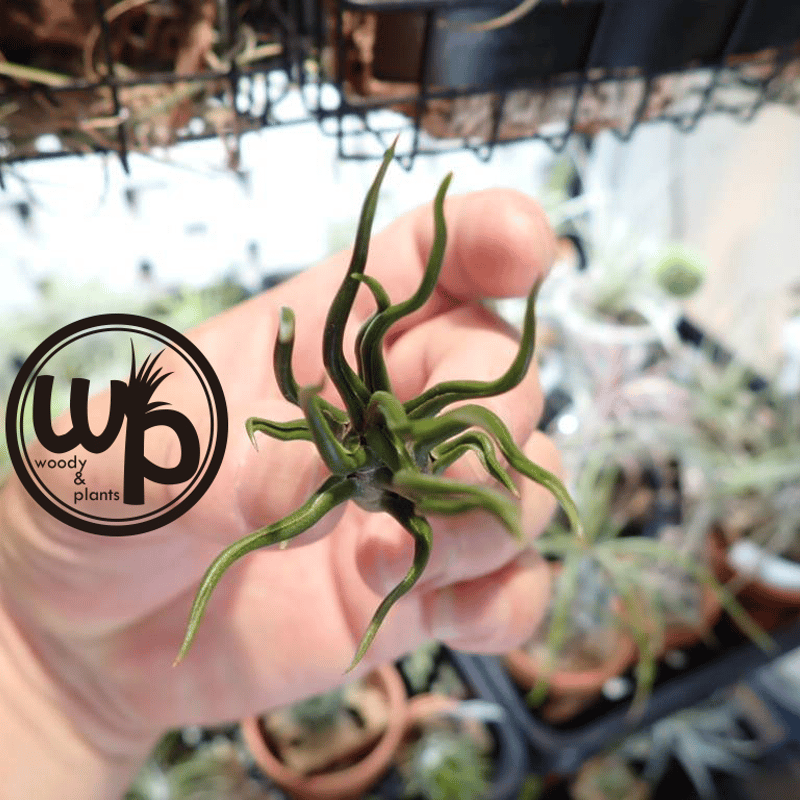 ブルボーサ タイニーダンサー | woody & plants