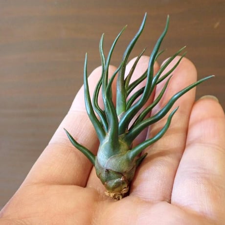 ブルボーサ | STORES