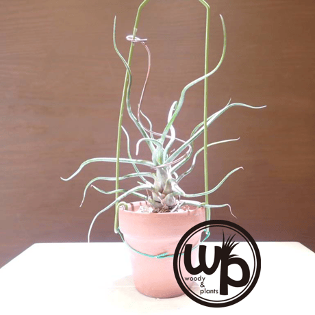 ブルボーサ | STORES