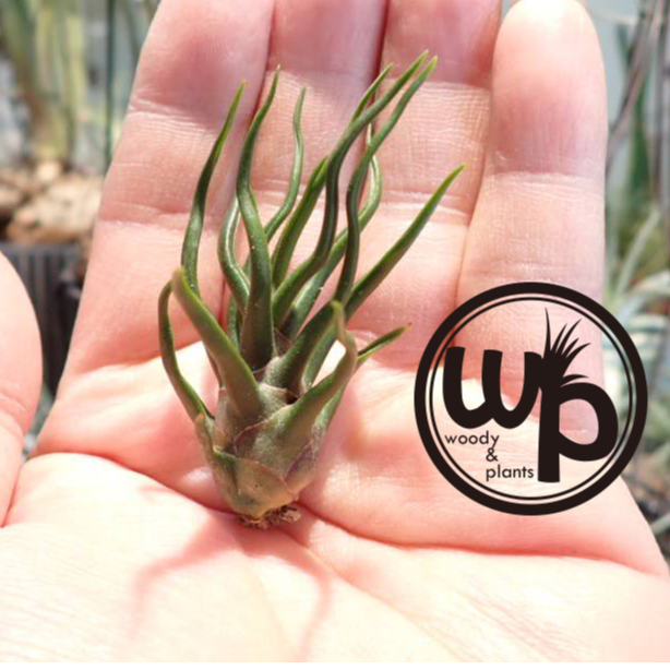 ブルボーサ タイニーダンサー | woody & plants