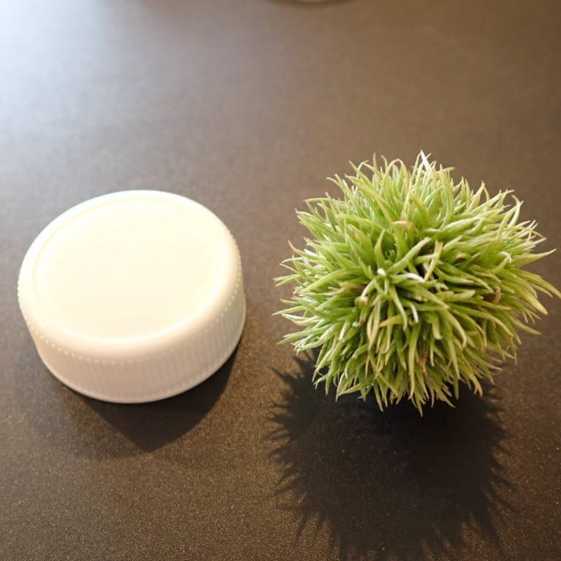 アエラントス テディベア 全球タイプ | woody & plants