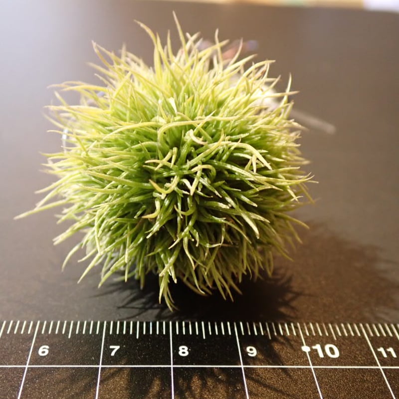 ブラックフライデーセール開催中】◇特大サイズ アエラントス