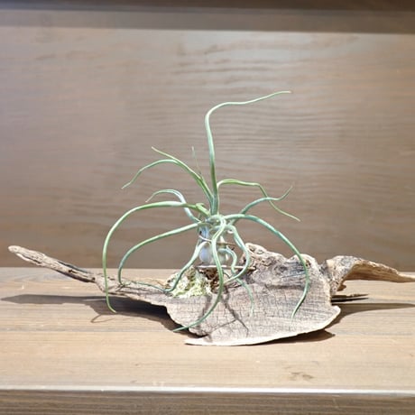 ブルボーサ | STORES