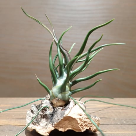 ブルボーサ | STORES