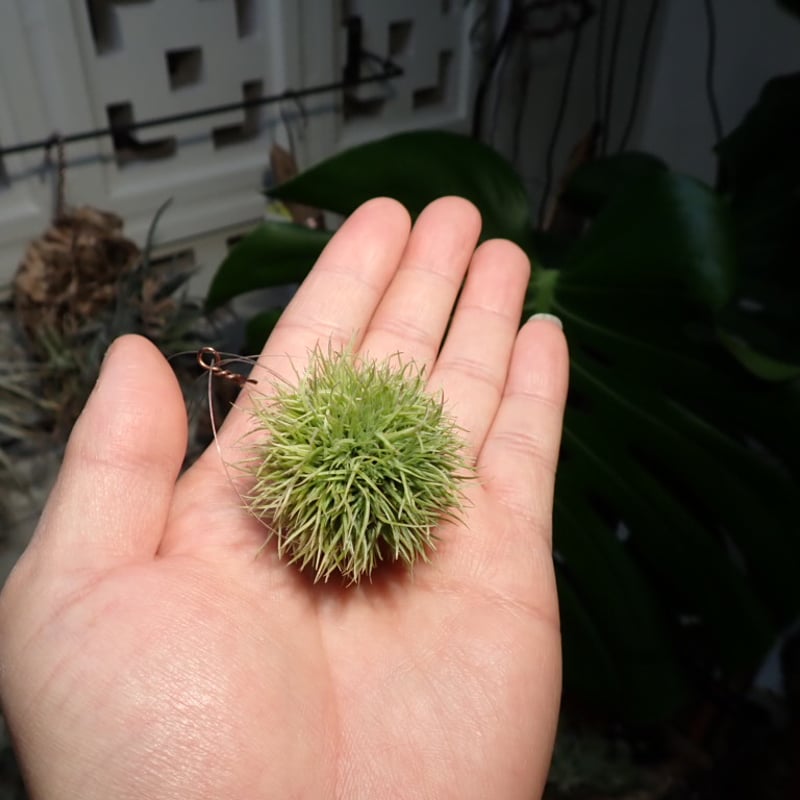 ブラックフライデーセール開催中】◇特大サイズ アエラントス