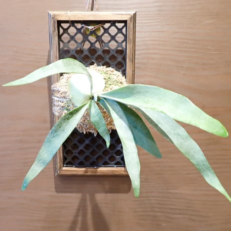 ビカクシダビーチー | STORES