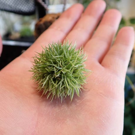 アエラントス | STORES