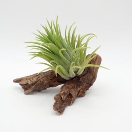 T.ionantha Monstrose 流木 ブロメリア・エアープランツ T.ionantha Monstrose 流木 ブロメリア・エアープランツ