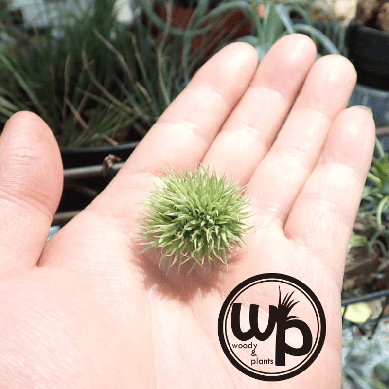 アエラントス テディベア 半球タイプ | woody & plants