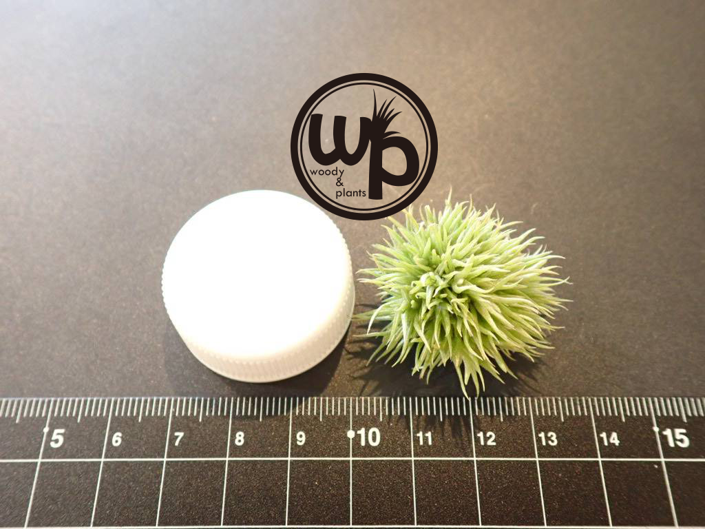 ◆ チランジア　アエラントス　テディベア　特大サイズ 84 ◇ チランジア アエラントス テディベア 特大サイズ 84