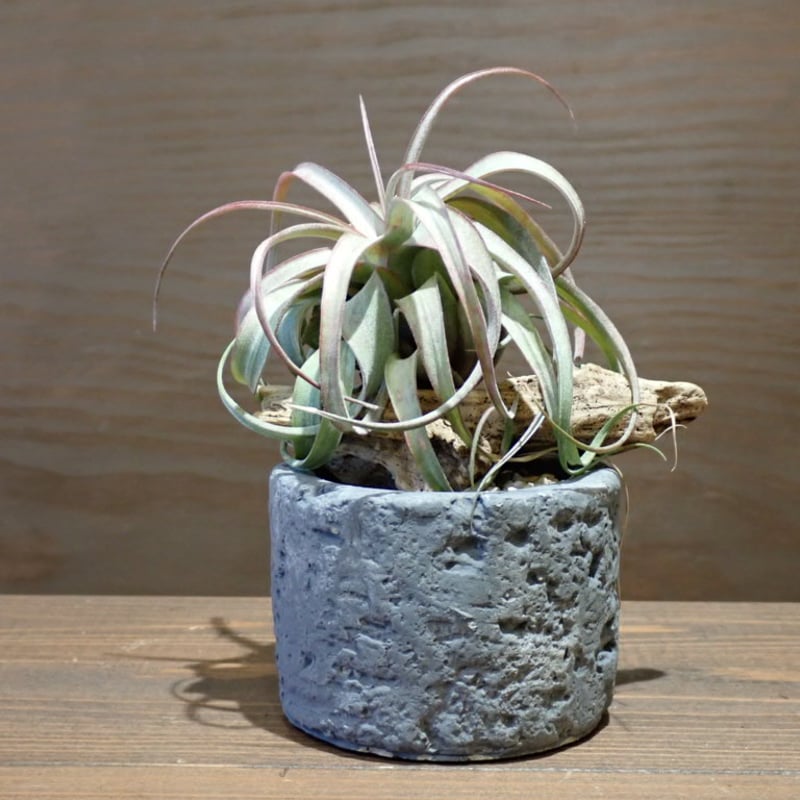 ◇エリックノブロック | woody & plants