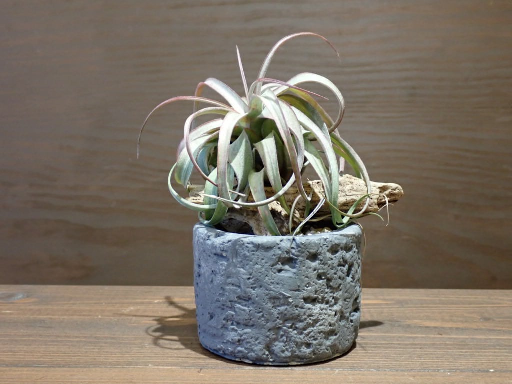 ◇エリックノブロック | woody & plants
