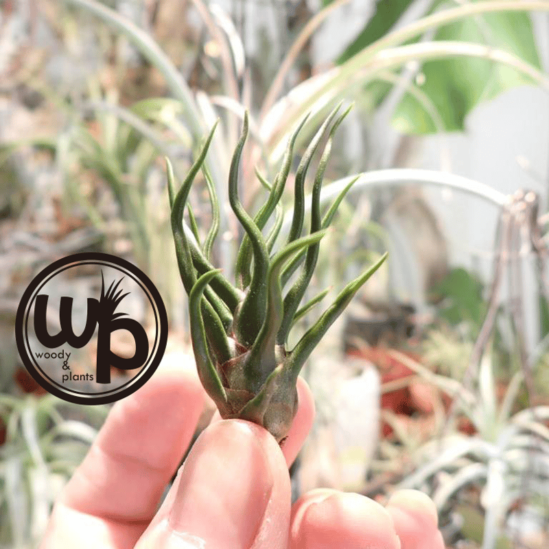 ブルボーサ タイニーダンサー | woody & plants
