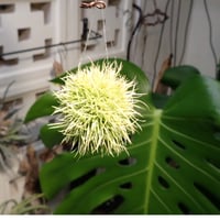 ◆ チランジア　アエラントス　テディベア　特大サイズ 84 ◇ チランジア アエラントス テディベア 80%球体 108 - メルカリ