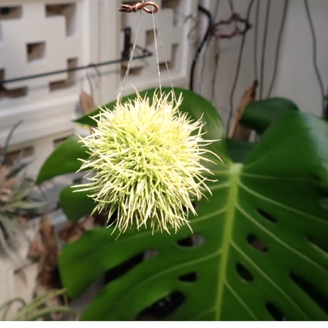 アエラントス | STORES