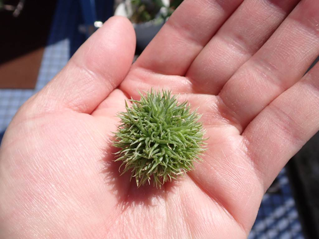 アエラントス テディベア 全球タイプ | woody & plants