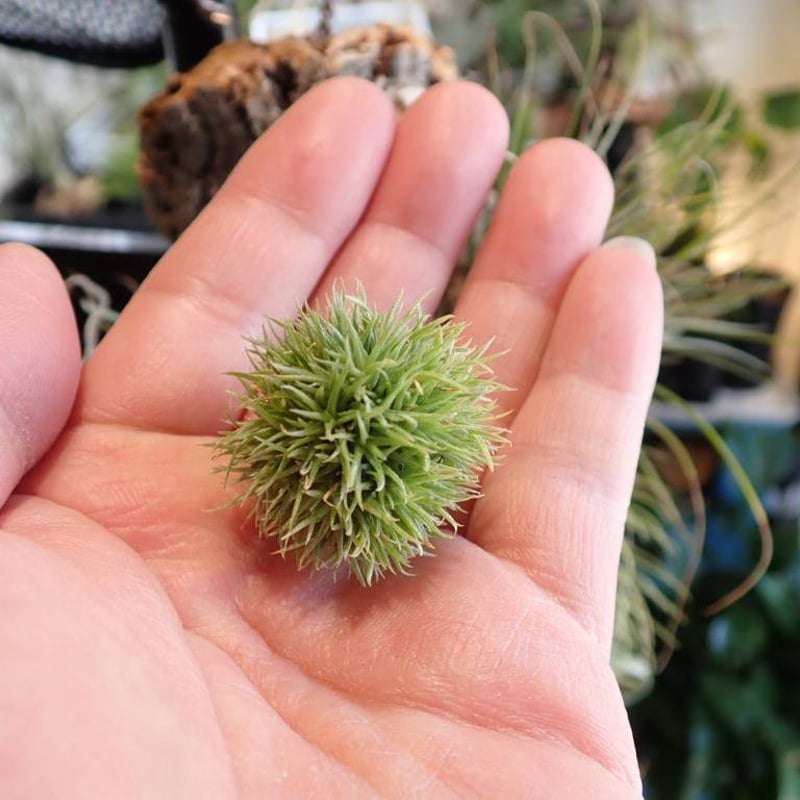 ◆ チランジア　アエラントス　テディベア　特大サイズ 84 PLANCHU エアプランツ ティランジア アエラントス テディベア