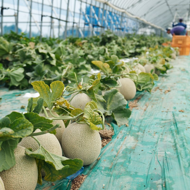 メロン様　確認用 受付終了間近！品質が見える メロン ＼光センサーで計測 糖度16