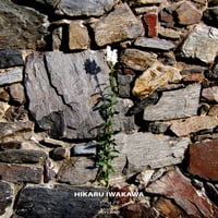 [CD] Hikaru Iwakawa "SOLO" (OTO 001)