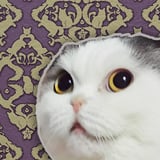 ねこうちゅう