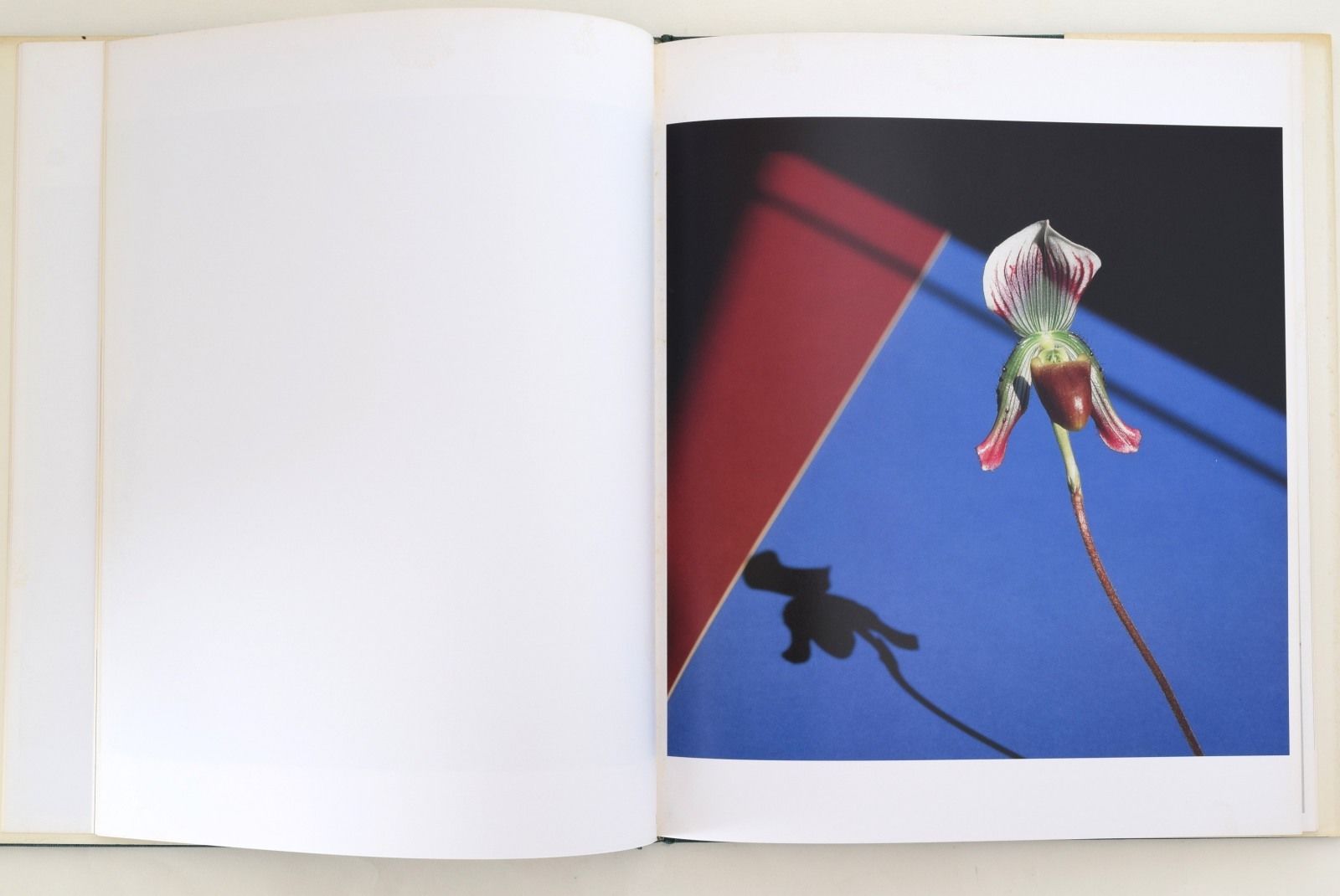 FLOWERS MAPPLETHORPE | 誠光社 通信販売