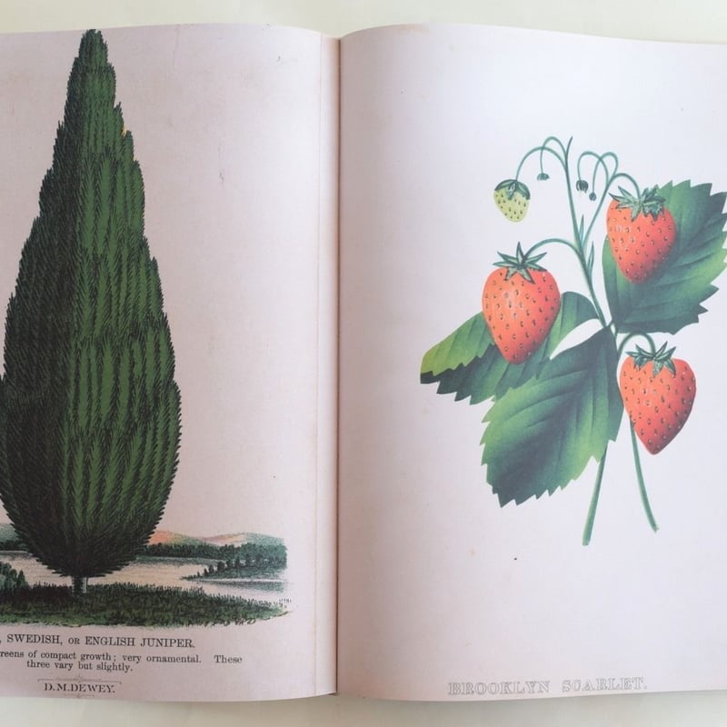 JOHN DERIAN PICTURE BOOK | 誠光社 通信販売