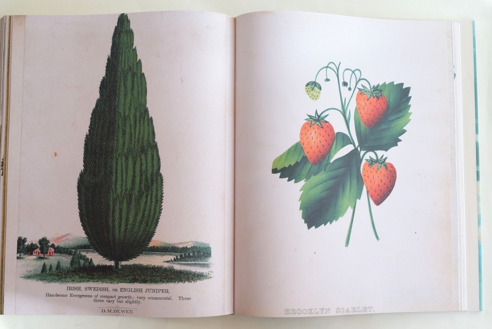 JOHN DERIAN PICTURE BOOK | 誠光社 通信販売