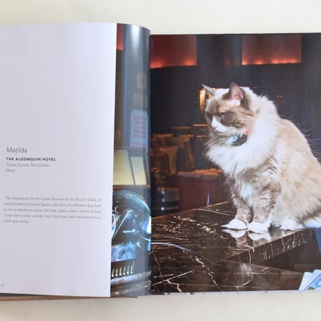 SHOP CATS OF NEW YORK