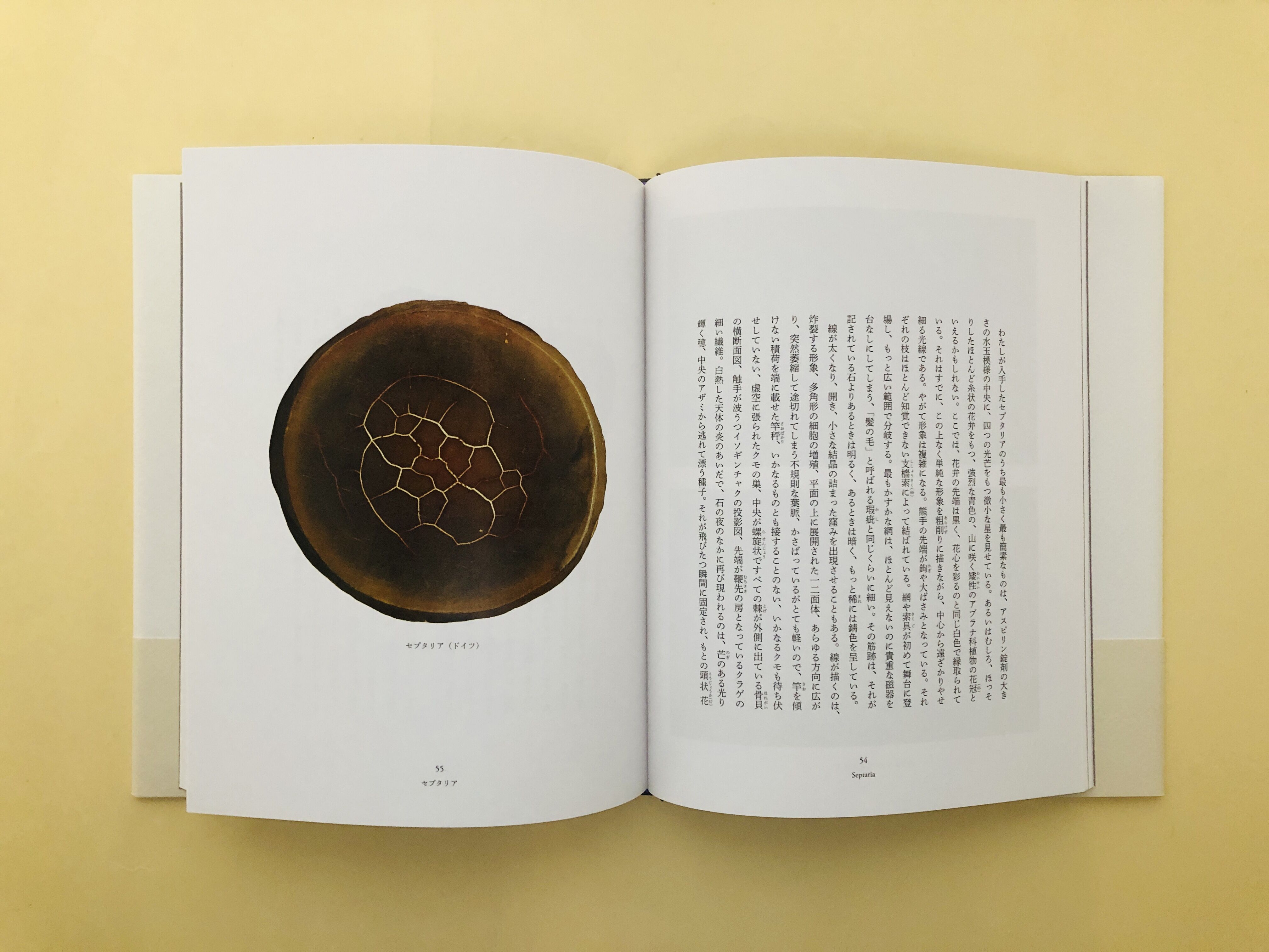 石が書く | 誠光社 通信販売