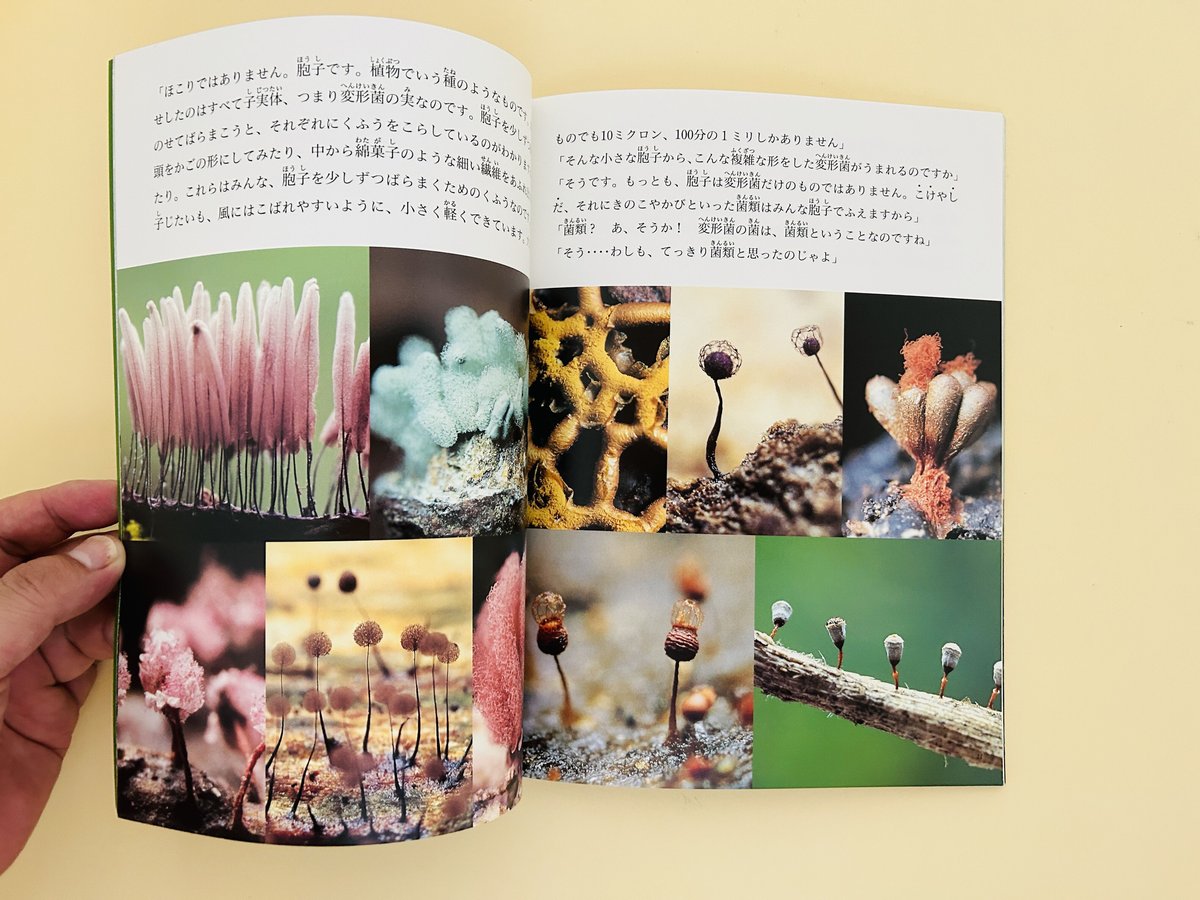 たくさんのふしぎ 2003年6月号 変形菌な人びと | 誠光社 通信販売