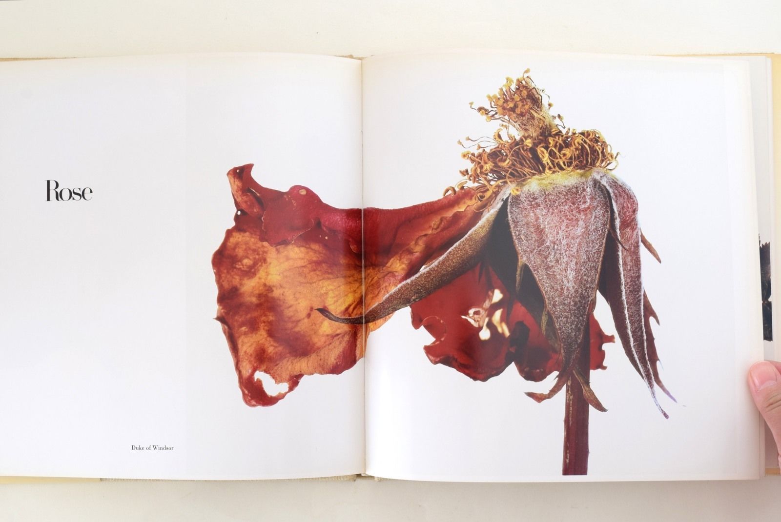 【未開封】Irving Penn Flowers アーヴィングペン 写真集 original