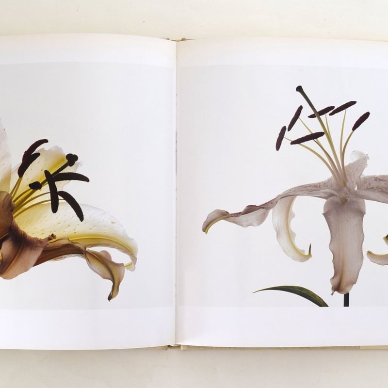 FLOWERS IRVING PENN | 誠光社 通信販売 FLOWERS IRVING PENN | 誠光社 通信販売