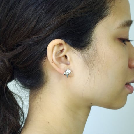 "cordata pierce" wh/sv