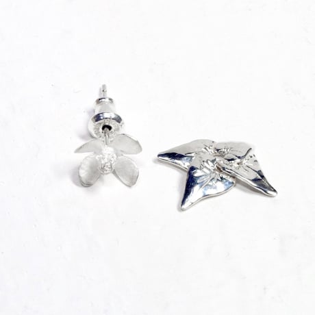 "cordata pierce" wh/sv