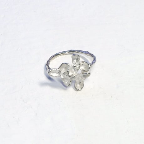 "akebia ring" wh