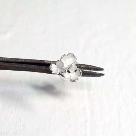 "hydrangea pierce" wh small