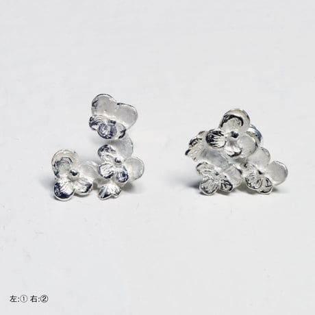 "pansy pierce" wh ①/②