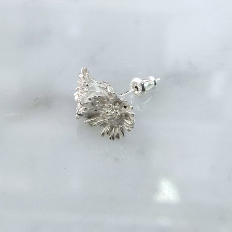"Harujion pierced" 7分咲き wh