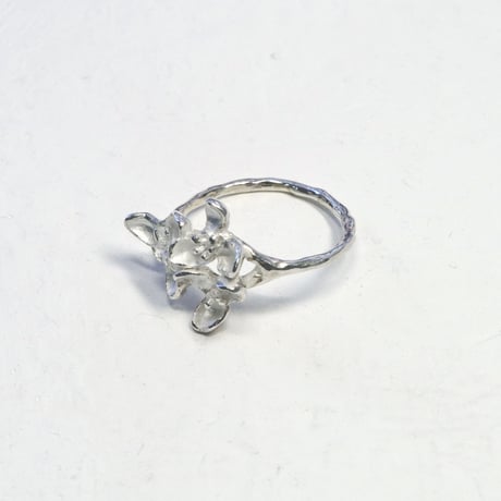 "akebia ring" wh