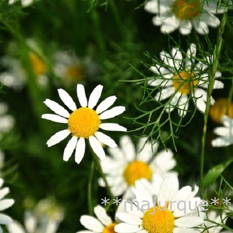 エッセンシャルオイル＊カモミール・ローマン10％inホホバオイル 10ml