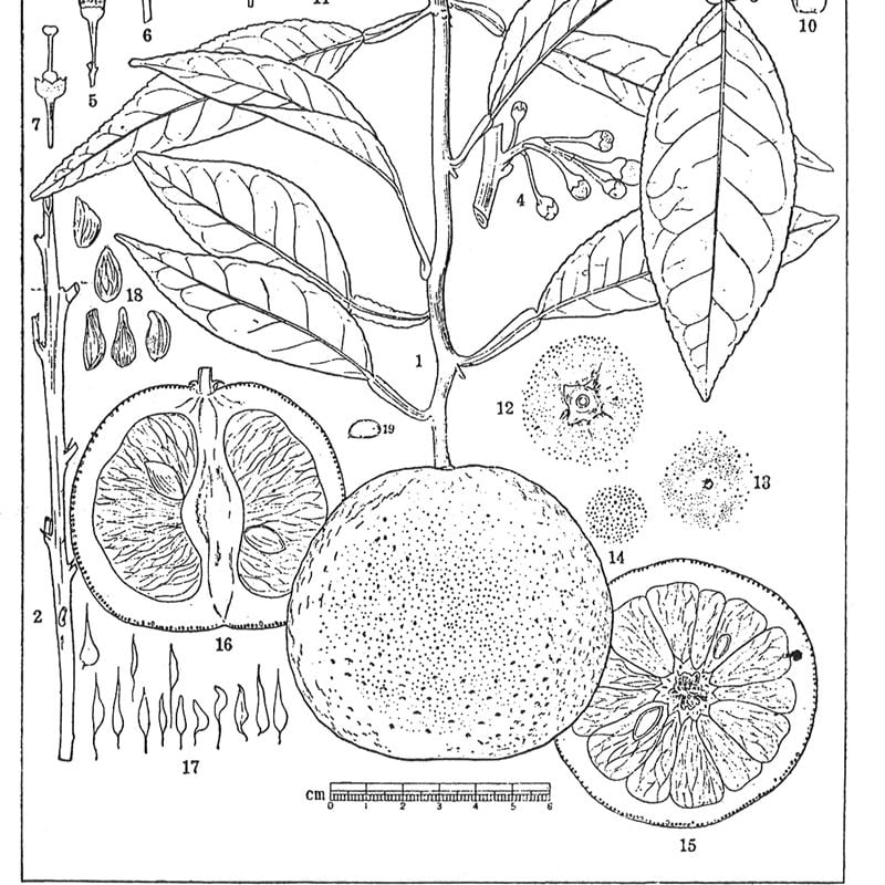 淡路島産エッセンシャルオイル Suu - Naruto Mikan［なると